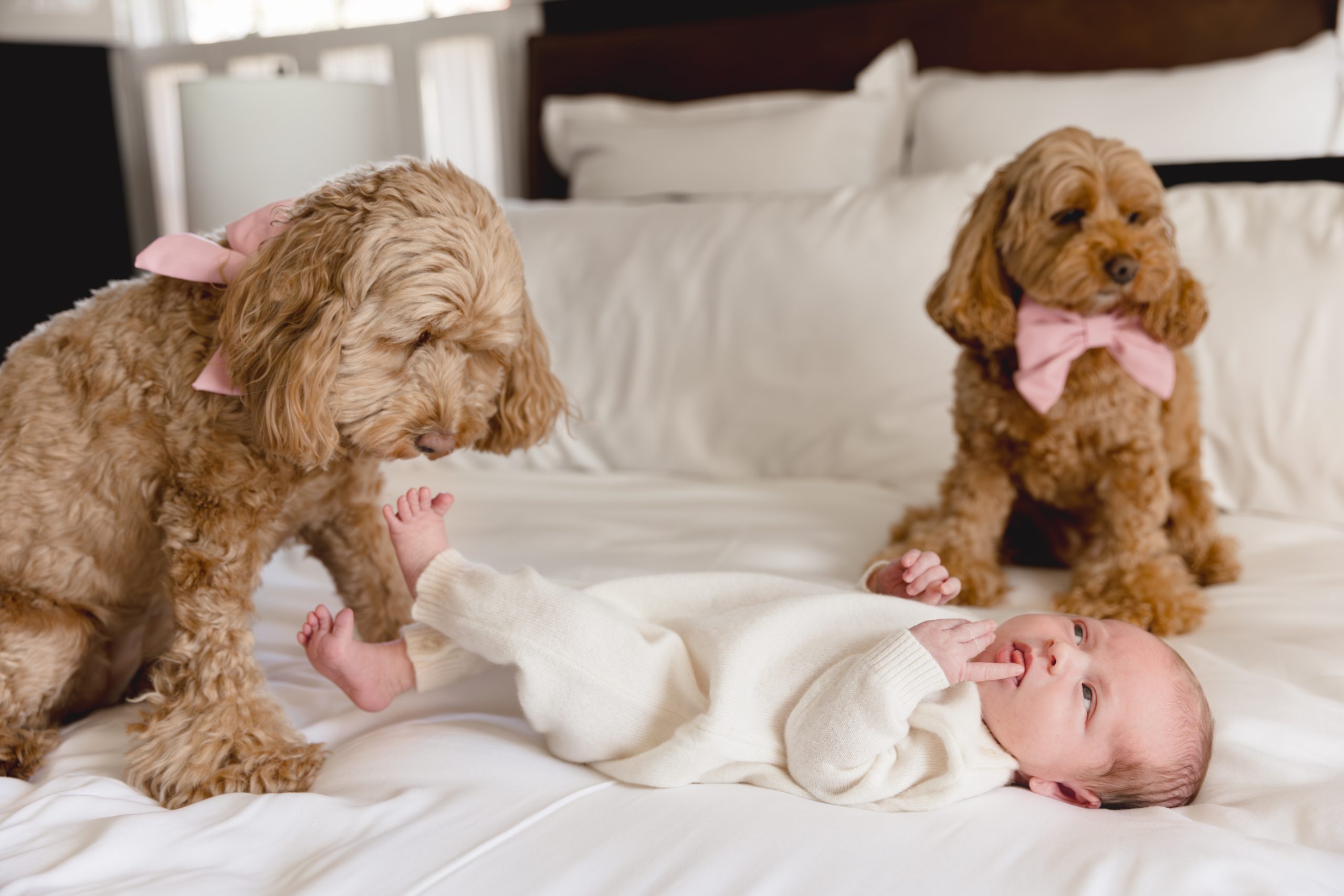newborn session in home lifestyle newborn session metro detroit newborn photographer